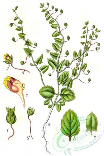 flora-05672 - Linaria elatine