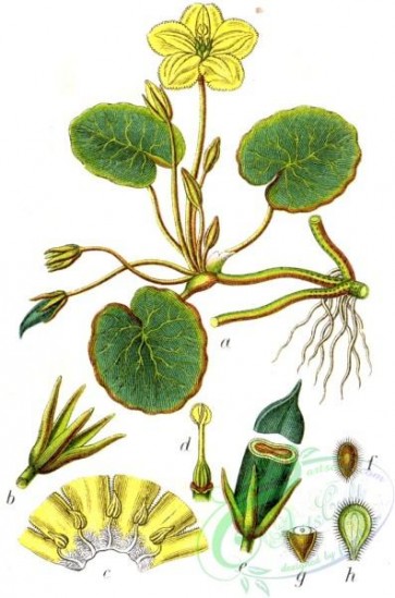 flora-05688 - Menyanthaceae sp