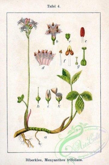 flora-05689 - Menyanthes trifoliata