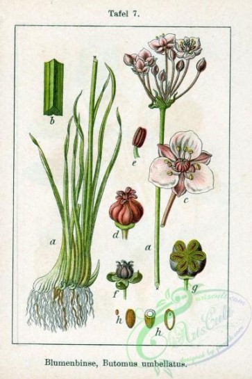 flora-05838 - Butomus umbellatus