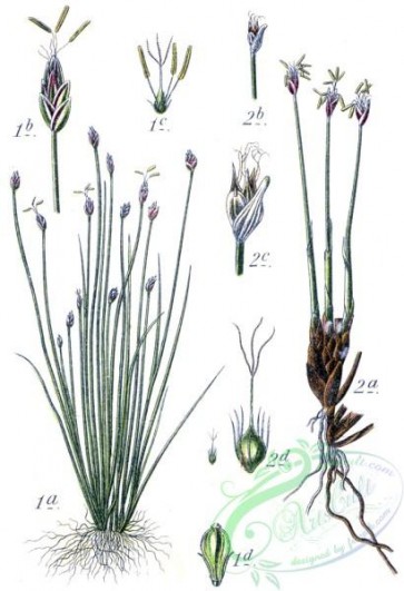 flora-05898 - Cyperaceae spp, 4