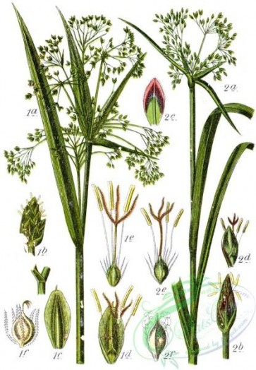 flora-05903 - Cyperaceae spp, 9