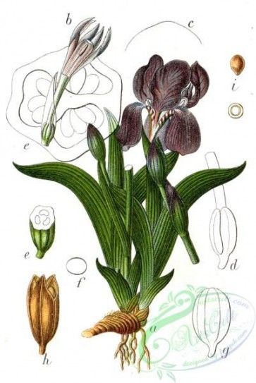flora-05937 - Iris sp, 2