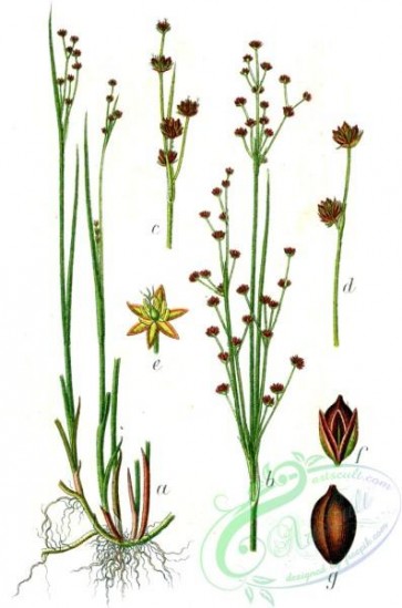 flora-05943 - Juncus alpinoarticulatus