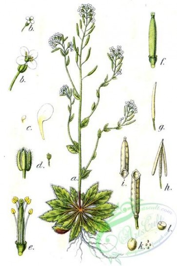 flora-06024 - Arabis thaliana