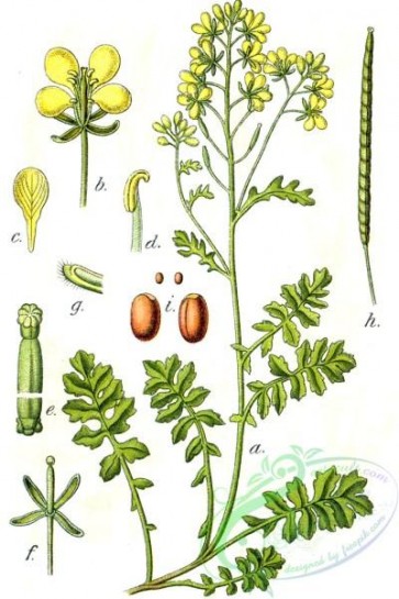 flora-06067 - Erucastrum lamarckii