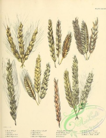 flora-06231 - 002-Wheat