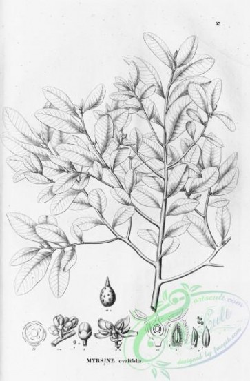 flora_bw-00046 - 046-myrsine ovalifolia