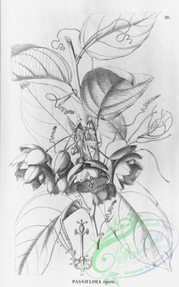 flora_bw-00159 - 111-passiflora riparia