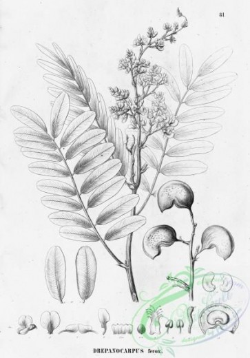 flora_bw-00341 - 085-drepanocarpus ferox