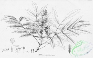 flora_bw-00373 - 117-andira fraxinifolia rosea