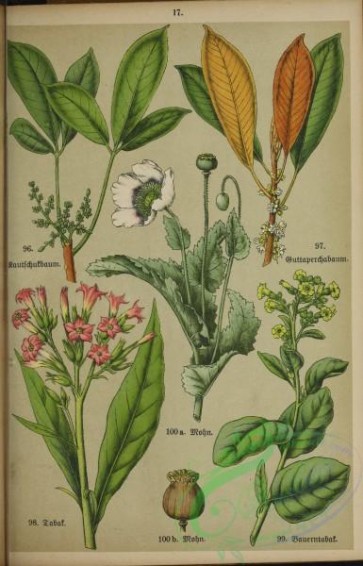 floral_atlas-00022 - 017-papaver somniferum, isonandra gutta, nicotiana tabacum, nicotiana rustica, papaver somniferum