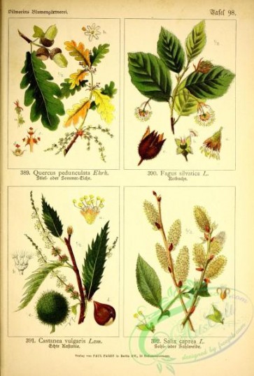 floral_atlas-00340 - 098-quercus pedunculata, fagus silvatica, castanea vulgaris, salix caprea