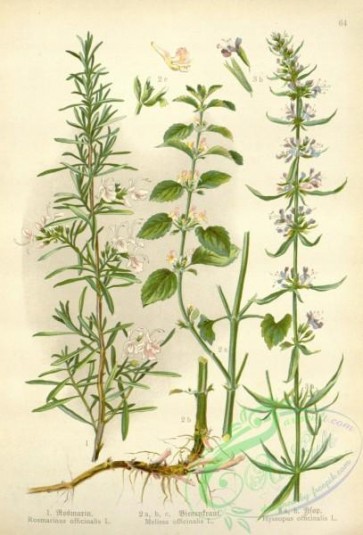 floral_atlas-00530 - 064-rosmarinus officinalis, melissa officinalis, hyssopus officinalis