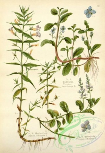 floral_atlas-00538 - 072-gratiola officinalis, veronica officinalis, veronica beccabunga