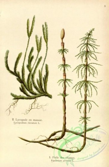 floral_atlas-00555 - 003-lycopodium clavatum, equisetum arvense