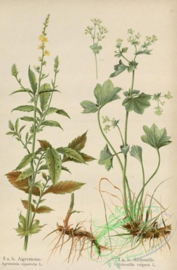 floral_atlas-00583 - 031-agrimonia eupatoria, alchemilla vulgaris