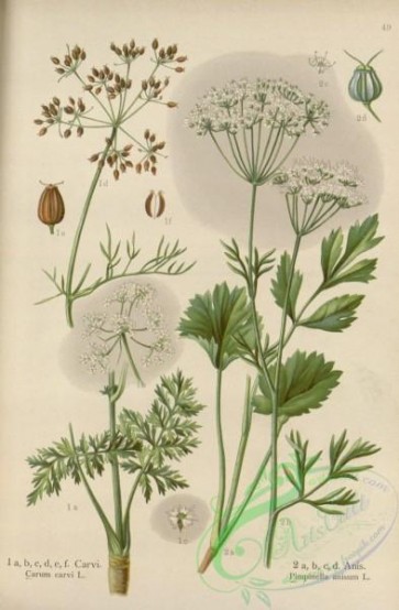 floral_atlas-00601 - 049-carum carvi, pimpinella anisum