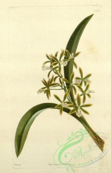 florida_orchids-00034 - macradenia lutescens