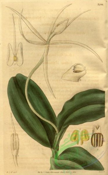 florida_orchids-00064 - Epidendrum nocturnum - Curtis' 61 (N.S. 8) pl. 3298 (1834)