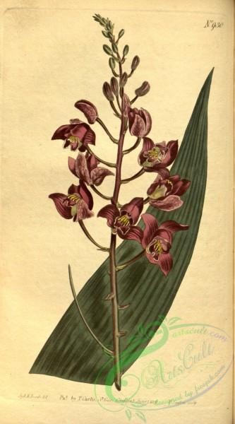 florida_orchids-00082 - Eulophia alta (= Limodorum altum) - Curtis v. 23-24 pl 930