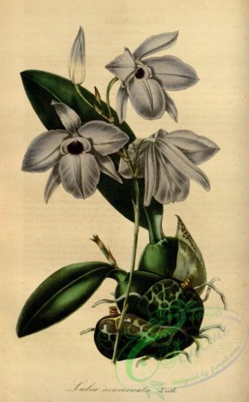 florida_orchids-00143 - laelia acuminata