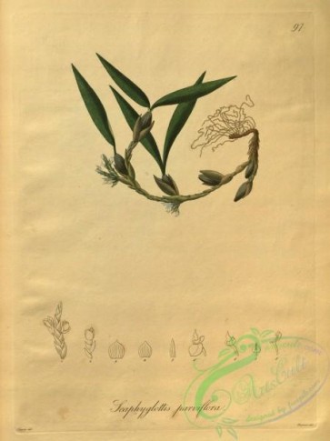 florida_orchids-00222 - scaphyglottis parviflora