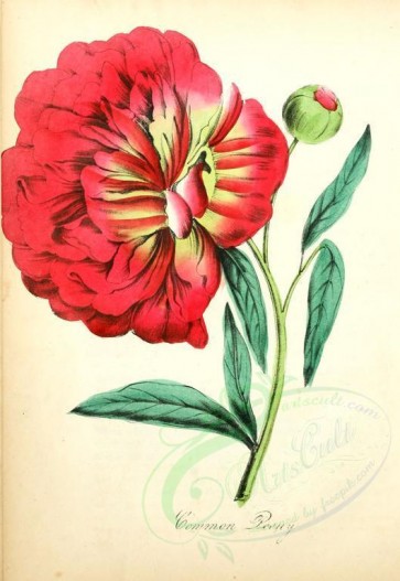 flowers-00041 - Common Peony [1856x2693]