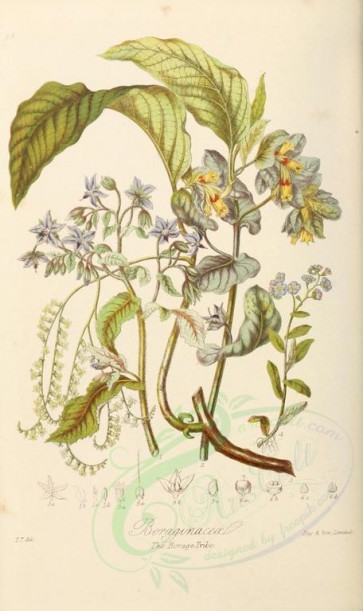flowers-00698 - 098-borago officinalis, cerinthe major, tournefortia cymosa, myosotis palustris, symphytum ehretia [2213x3727]