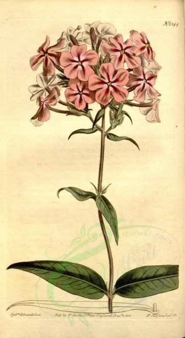flowers-02455 - 1344-phlox carolina, Rough-stemmed Lychnidea [1853x3367]