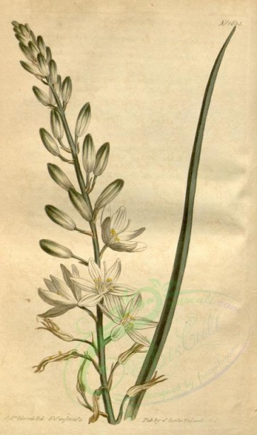 flowers-02747 - 1635-phalangium liliago major, Larger Grass-leaved Phalangium [1894x3204]