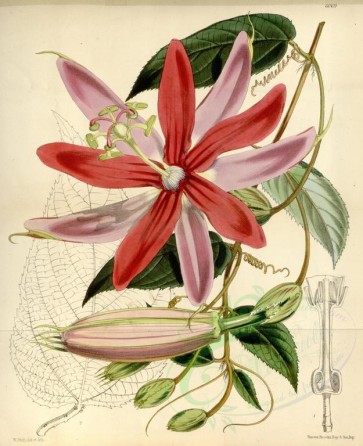 flowers-07184 - 6069-passiflora tacsonia insignis [3402x4176]