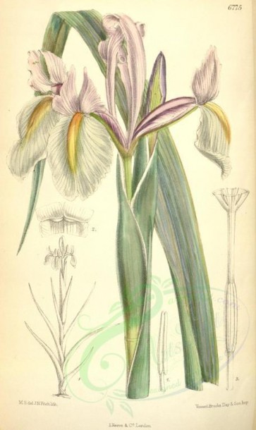 flowers-07801 - 6775-iris xiphion tingitana [2122x3563]