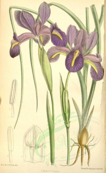 flowers-08123 - 7097-iris xiphion boissieri [2122x3462]
