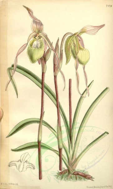 flowers-08204 - 7178-cypripedium klotzschianum [2015x3360]