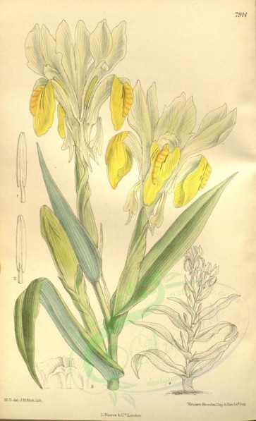 flowers-08919 - 7914-iris bucharica [2140x3517]