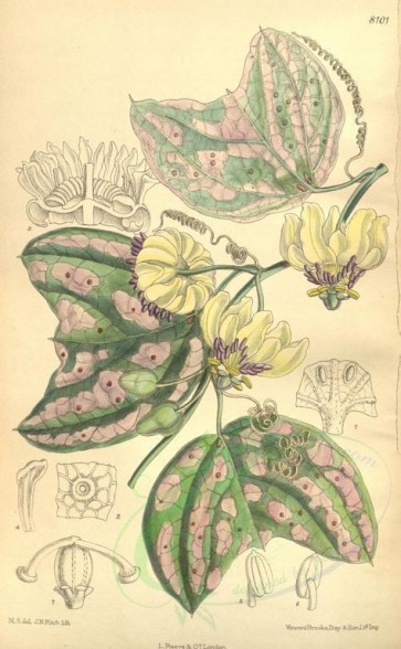 flowers-09105 - 8101-passiflora punctata [2147x3476]