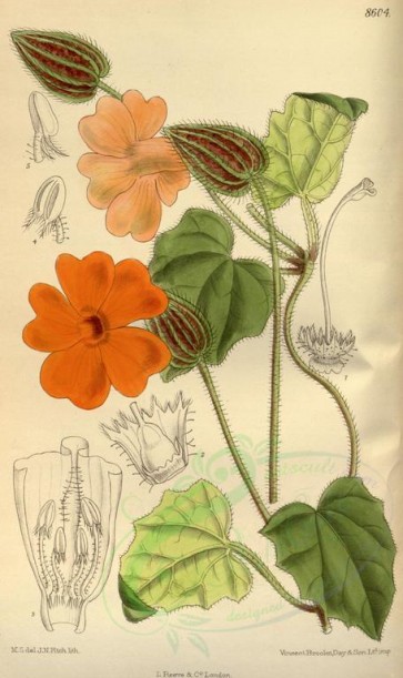 flowers-09608 - 8604-thunbergia gibsonii [2107x3543]