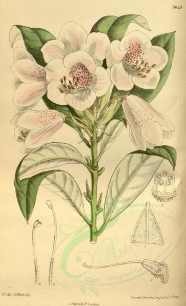 flowers-09653 - 8649-rhododendron hypoglaucum [2133x3497]