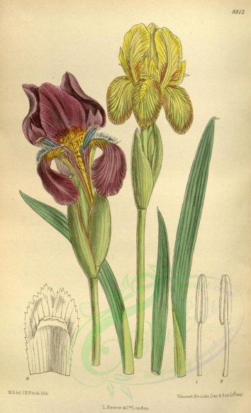 flowers-09815 - 8812-iris reichenbachii [2137x3516]
