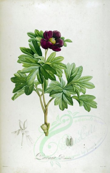 flowers-10315 - paeonia daurica [3166x4950]