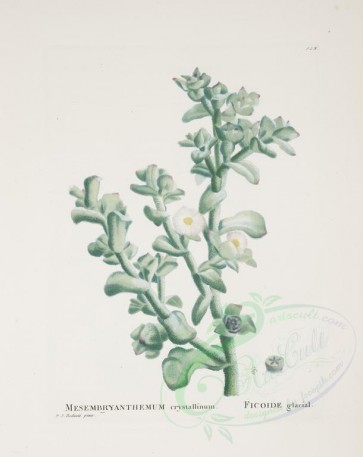flowers-11037 - mesembryanthemum crystallinum [3664x4611]