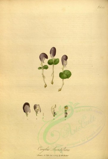 flowers-11571 - corybas aconitiflorus [2799x4097]