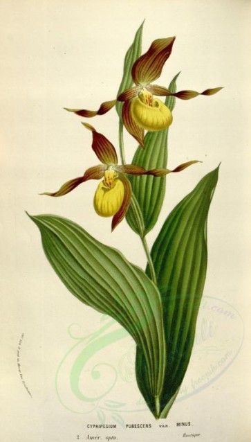 flowers-11772 - cypripedium pubescens minus [2084x3661]