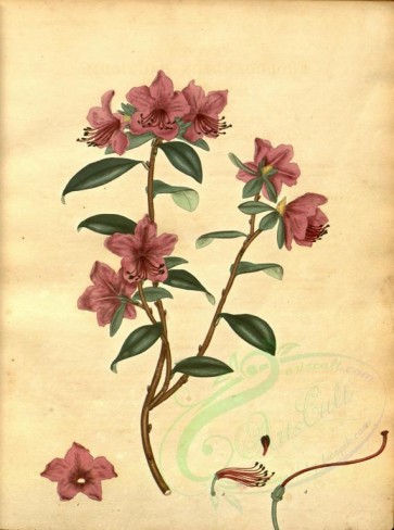 flowers-12176 - rhododendron dauricum, Dauric Rhododendron [2970x3991]