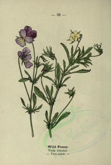 flowers-12939 - Wild Pansy - viola tricolor [2018x2994]