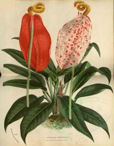 flowers-13444 - anthurium andegavense [3728x4763]