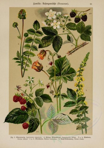 flowers-13574 - agrimonia eupatoria, sanguisorba minor, rubus idaeus, rubus fruticosus, geum rivale [2214x3149]