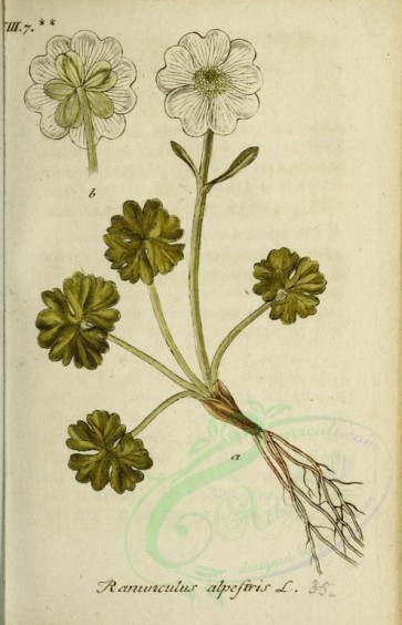 flowers-13734 - ranunculus alpestris [2013x3128]