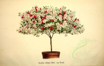 flowers-14636 - azalea vittata [4638x2946]